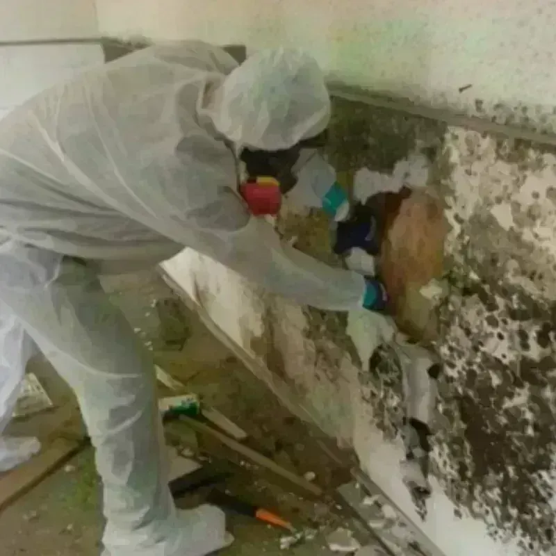 Mold Remediation and Removal in Mapleton, IA